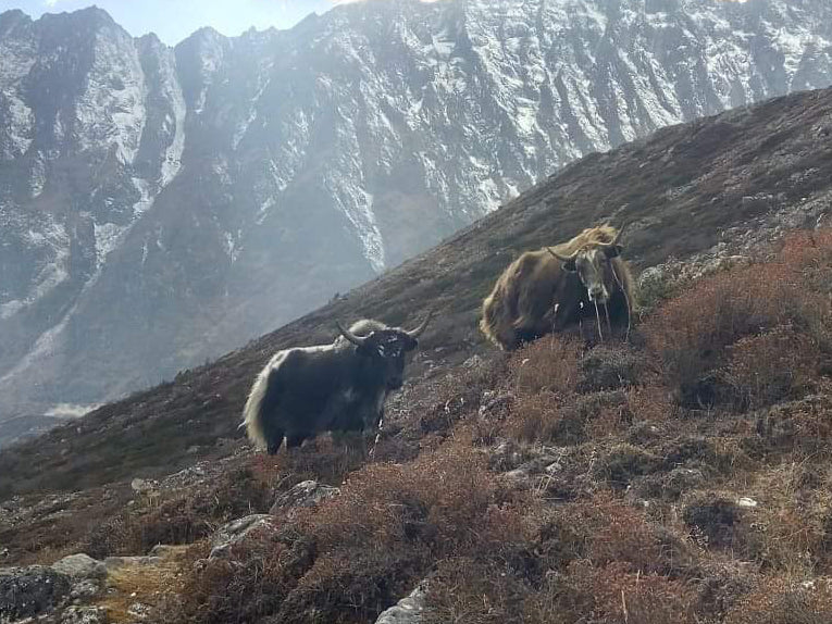 Traditions of the wilderness